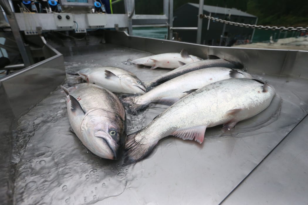 02032017 News , Photo : Scott Hammond/Fairfax NZ
New Zealand King Salmon
Clay Point farm
Tory Channel
Queen Charlotte Sound.
Salmon are harvested with an 'continuous flow' pumping system.
Salmon
