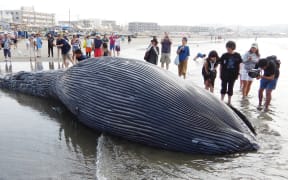 Crowds flock to see the stranded whale carcass washed up at a beachfront of the Yuigahama Beach in Kamakura City.