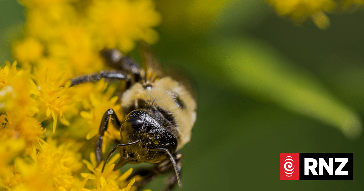 Secret life of bees on show in Bee Awareness Month | RNZ