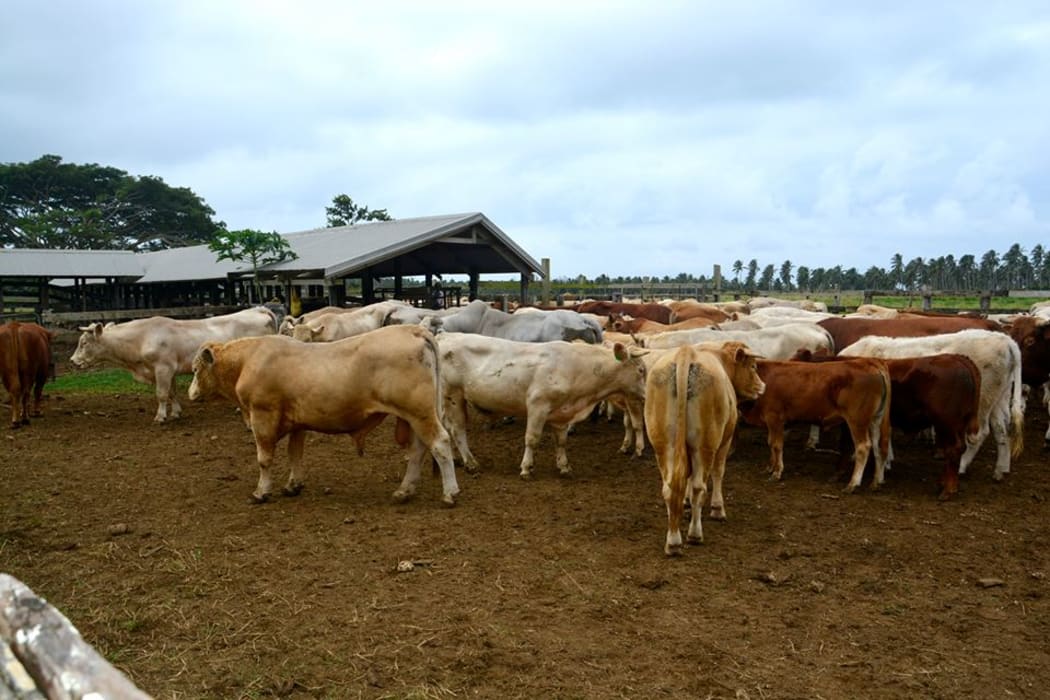 Vanuatu cattle