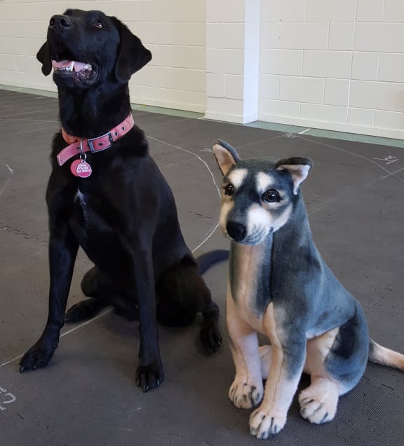 Wilma the black labrador and a toy dog used in a Clever Canine Lab experiment.