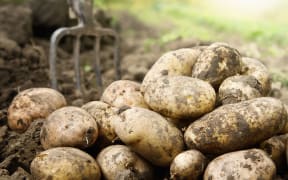 Fresh organic potatoes in the field