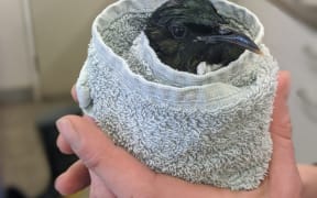 A tui receiving care from the Wellington Bird Rehabilitation Trust