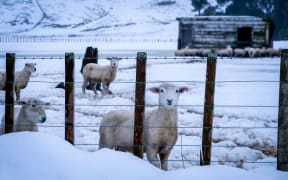 Sheep in the snow.