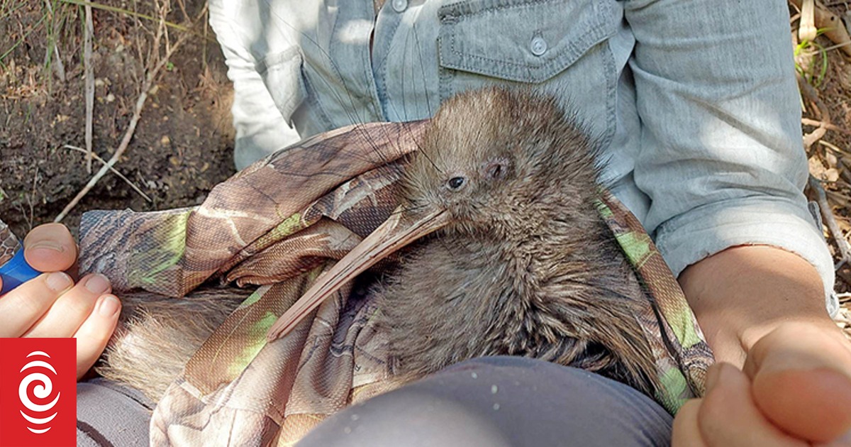Whakatāne Kiwi Trust's search for missing bird, Tuati, continues - Vimarsana News