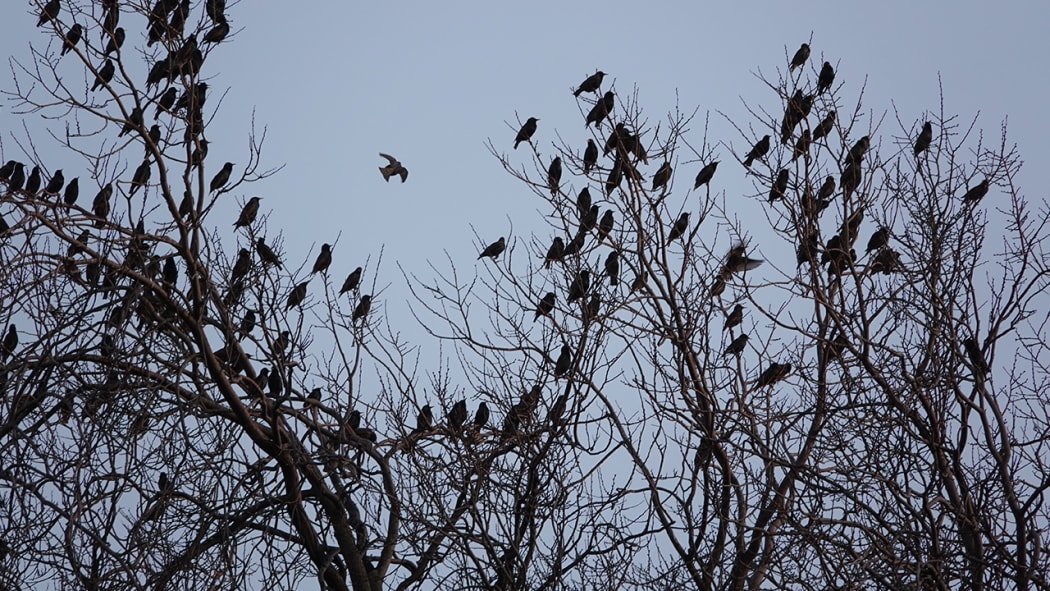 Palmerston North authorities weigh up options to curb bird poo problem