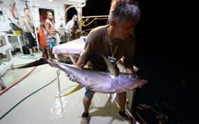 Release of a yellowfin tuna tagged with an archival tag.