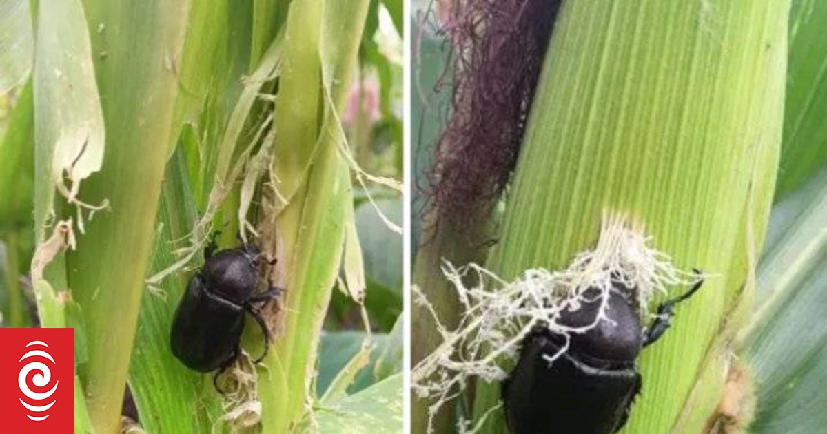 Rhinoceros beetles attack Vanuatu corn plantations - Vimarsana News
