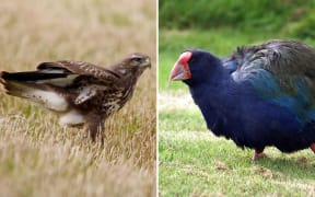 A collage of two birds. On the left is a buzzard, a brown and white bird of prey, sitting in yellowed grass. On the right is the takahē, a blue and green flightless bird with a large bright red bill.