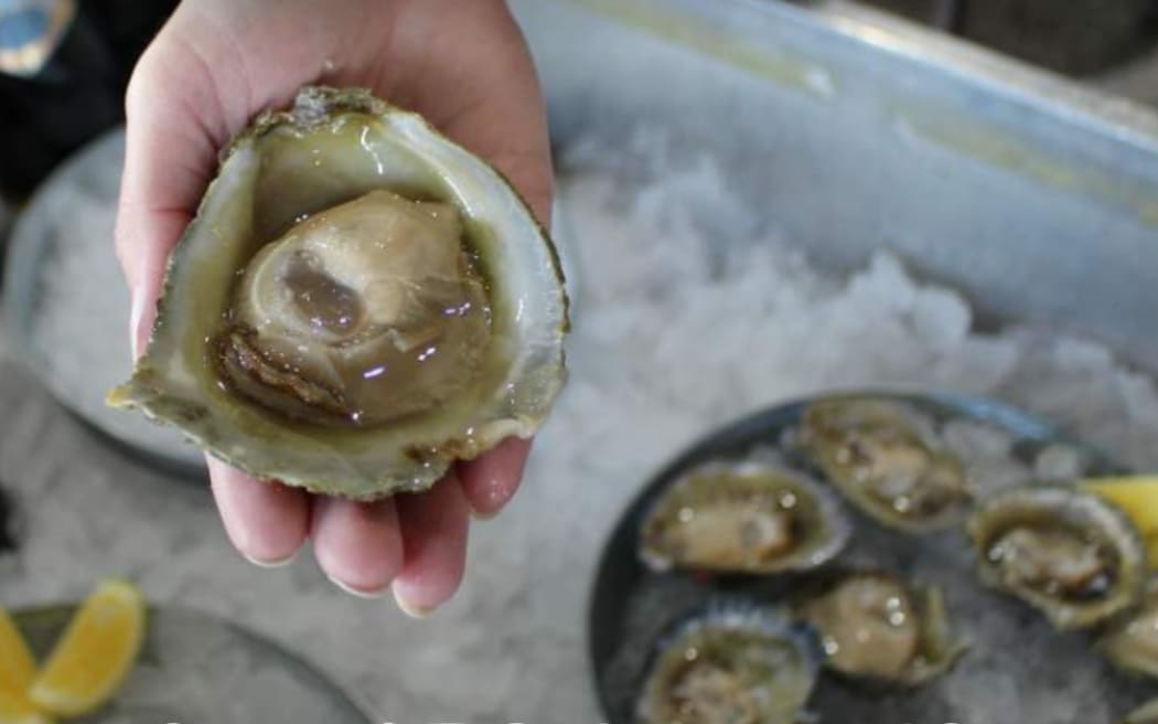 Bluff oysters looking good as the season starts RNZ News