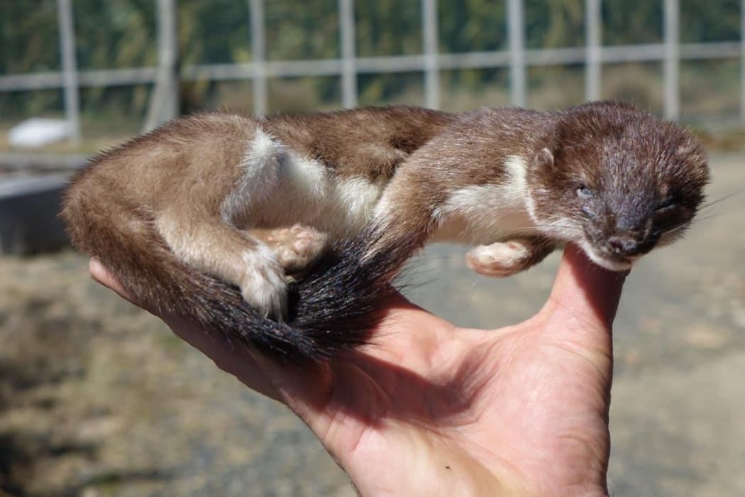 A stoat caught just outside the sanctuary fence.