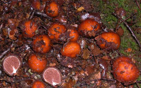 Cortinarius beeverorum (truffle-like fungus)
