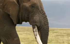 An elephant in Tanzania. The ivory from their trunks can fetch $US4000 a kilo in the illegal market. But their numbers are dwindling.