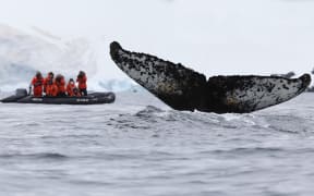 Photographers on an IRB in Antarctica take pictures of a whale tail / fluke in the foreground.