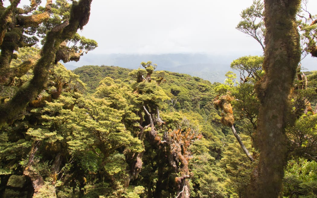 Panoramic view of Te Urewera National Park, New Zealand.