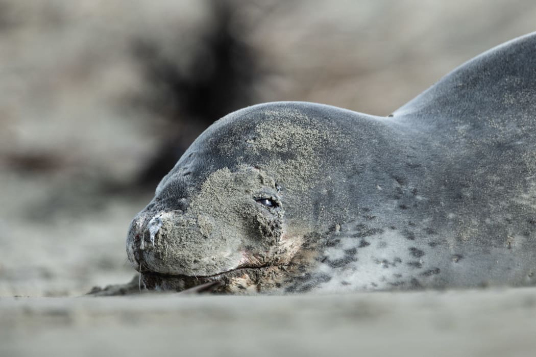 Rash of leopard seal sightings during lockdown RNZ News