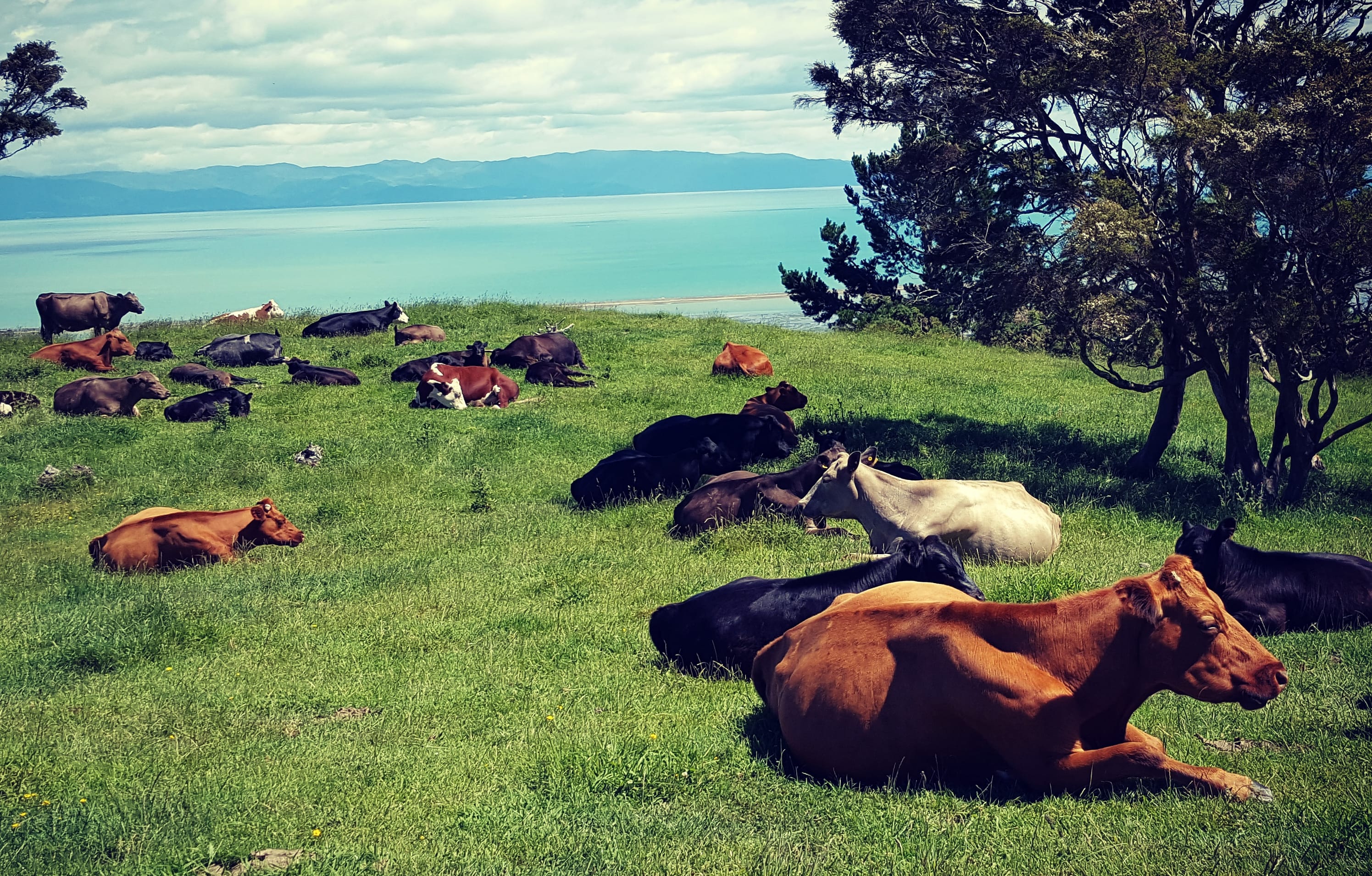 A hilltop dairy herd.