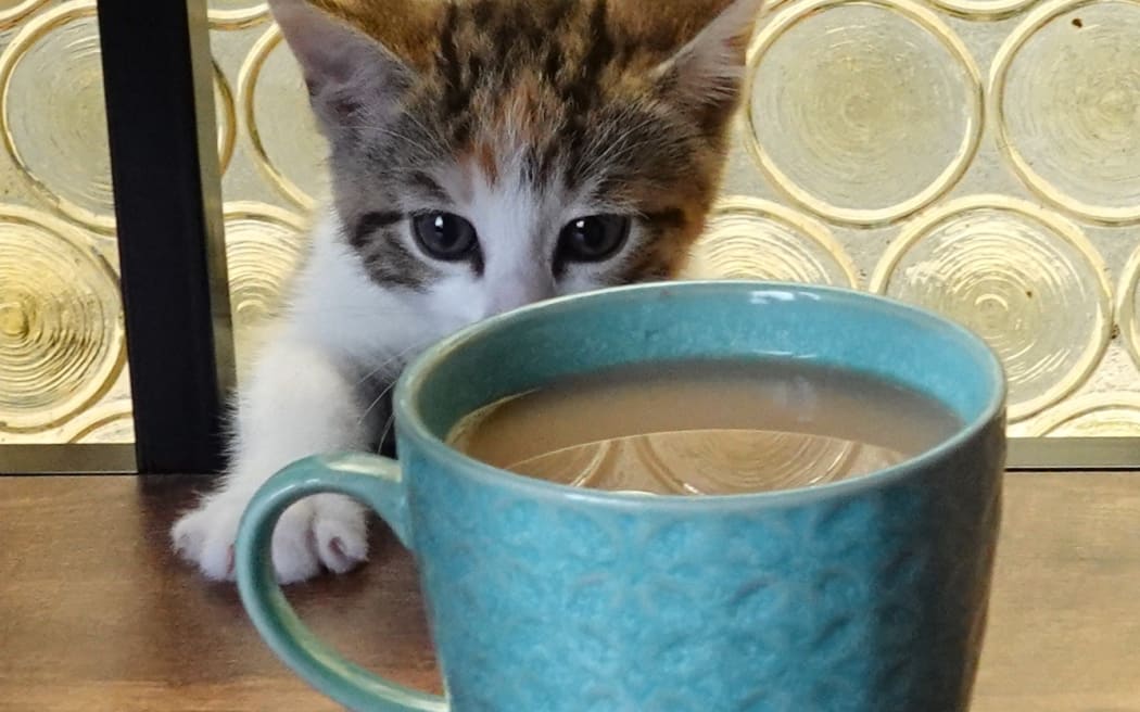 Kitten yoga at Yin Side Yoga in Paihia. Pitcured on 28 October 2023.