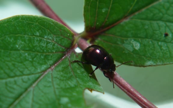 Scientists hope this beetle will help wipe out the weed.
