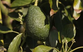 New Zealand's avocado growers expect a bumper crop this year.