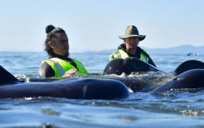 DoC wants more volunteers to help with the whales on Sunday, but says they must have a wetsuit.