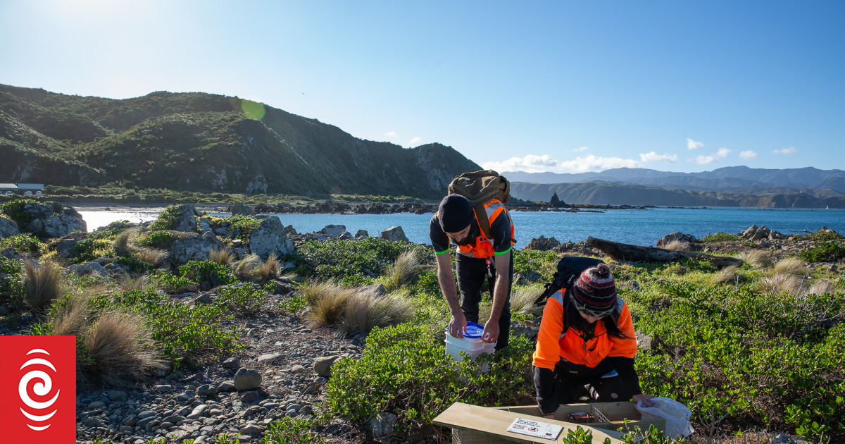 Rats, stoats, weasles eliminated from Wellington's Miramar Peninsula - Vimarsana News