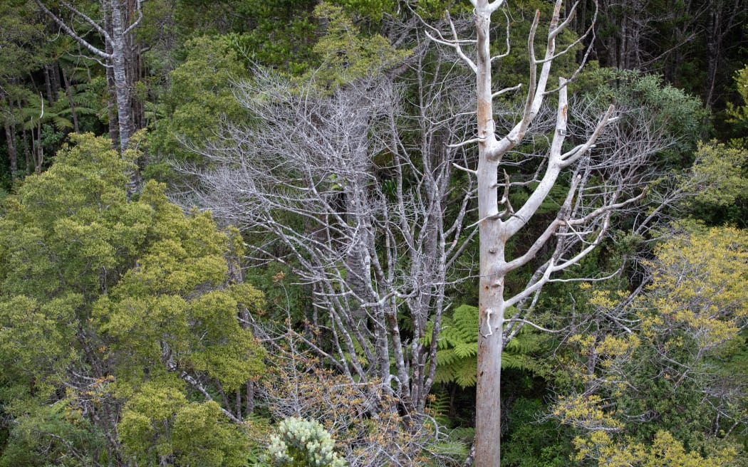 'Instruction manual' to kauri dieback pathogen uncovered RNZ