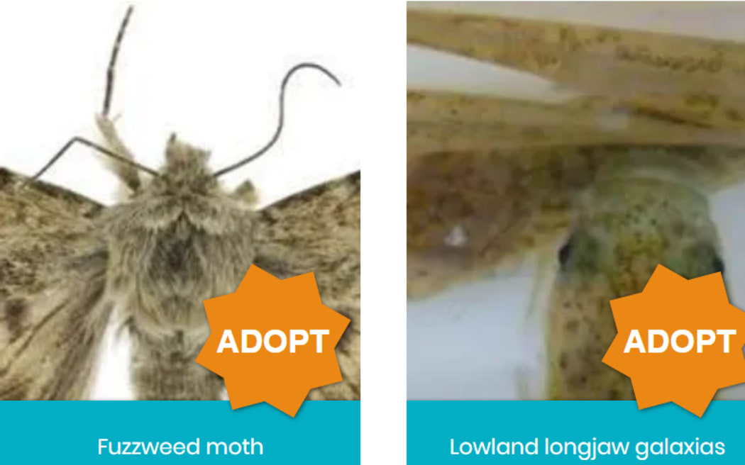 The fuzzweed moth and galaxia fish are two of the Endangered Species Foundation's picks for Christmas 'gifts' this year, in the form of sponsorship