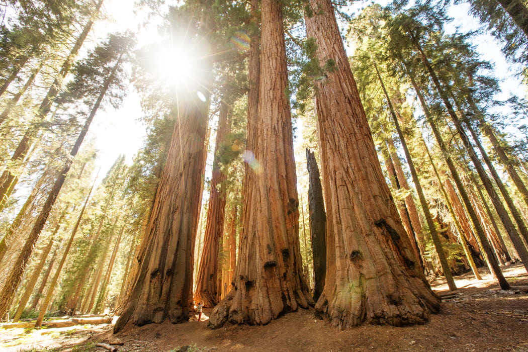 A tramper stands against sequoia redwood trees, growing in their native California.