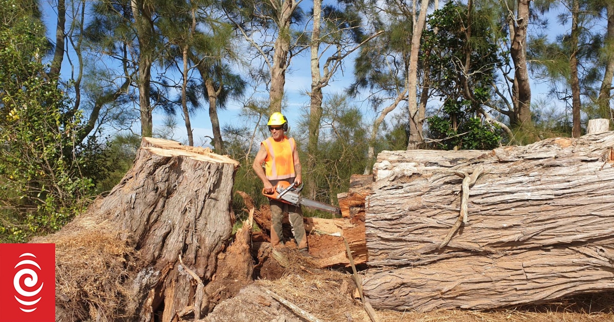 Northland project to turn huge cyclone-downed trees problem into firewood for needy families - Vimarsana News