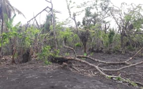Volcanic ashfall in Ambae forest.