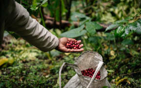 Harvesting of coffee cherry - Eastern Highlands, PNG.