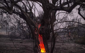 A tree trunk burns during a wildfire at the village of Pefki on Evia (Euboea) island, Greece's second largest island yesterday.