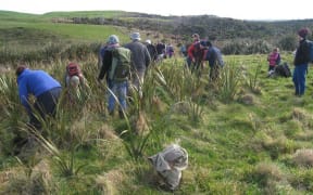 Volunteers digging flax for transplanting at Te Rere