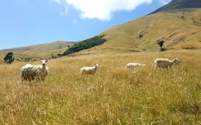 Wiltshire sheep