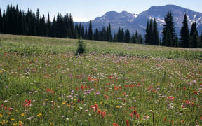 Flower meadows, Trophy Mountain