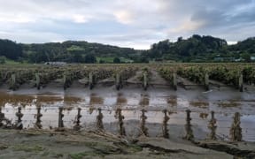 'This silt is horrible': Cleanup continues for some Hawke's Bay vineyards