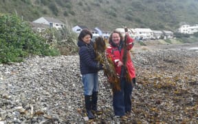 Roberta D'Archino, left, and Kate Neill, who are both at NIWA, collecting large seaweeds that have ashore on a beach in Lyall Bay, Wellington.