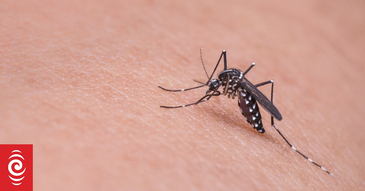 Does gin & tonic really repel mosquitoes? RNZ