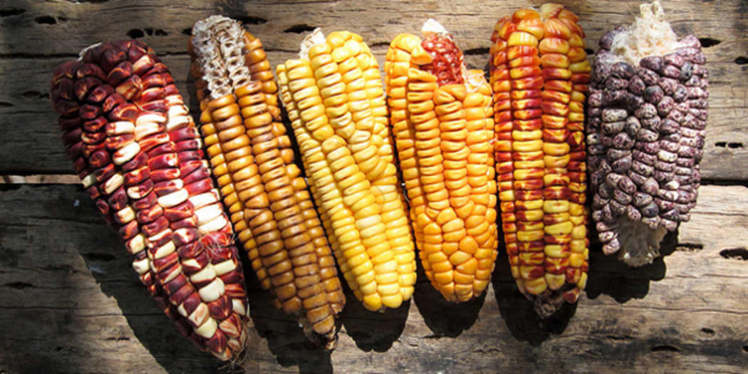 A 9000 year history of corn | RNZ