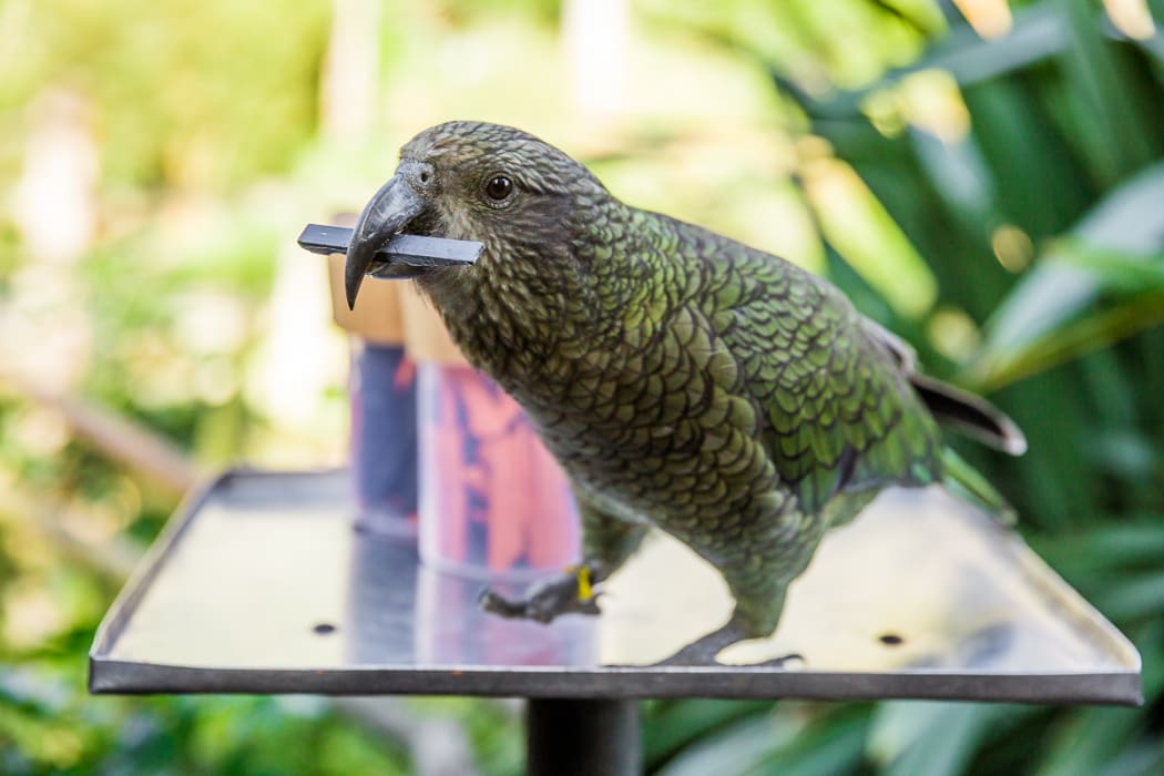 In a University of Auckland study, kea were able to remember which ranger was more likely to choose the rod or token they wanted.