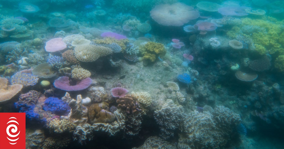 Fossil fuels killing coral US science agency RNZ News