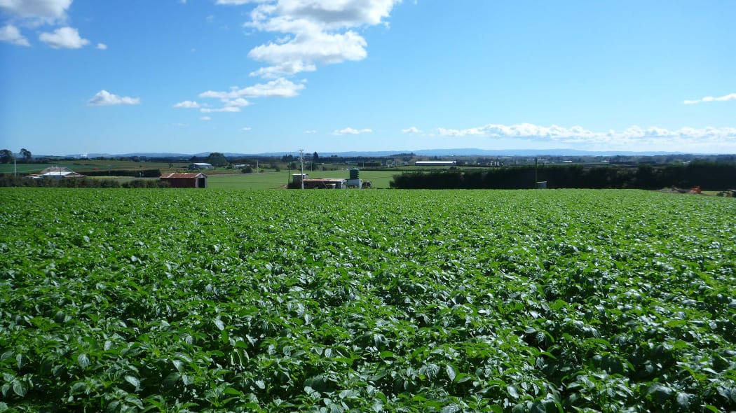 Potato fields in Pukekohe.