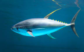 The yellowfin tuna (Thunnus albacares) is a species of tuna found in pelagic waters of tropical and subtropical oceans worldwide. (Wikipedia)