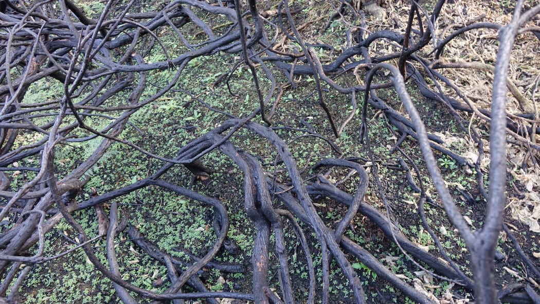 Burnt gorse in the Ohinetahi Bush Reserve.