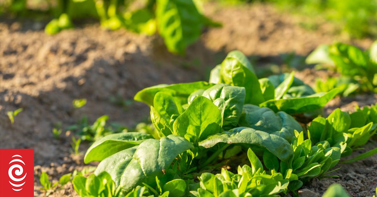'Bionic' spinach can detect explosives RNZ News