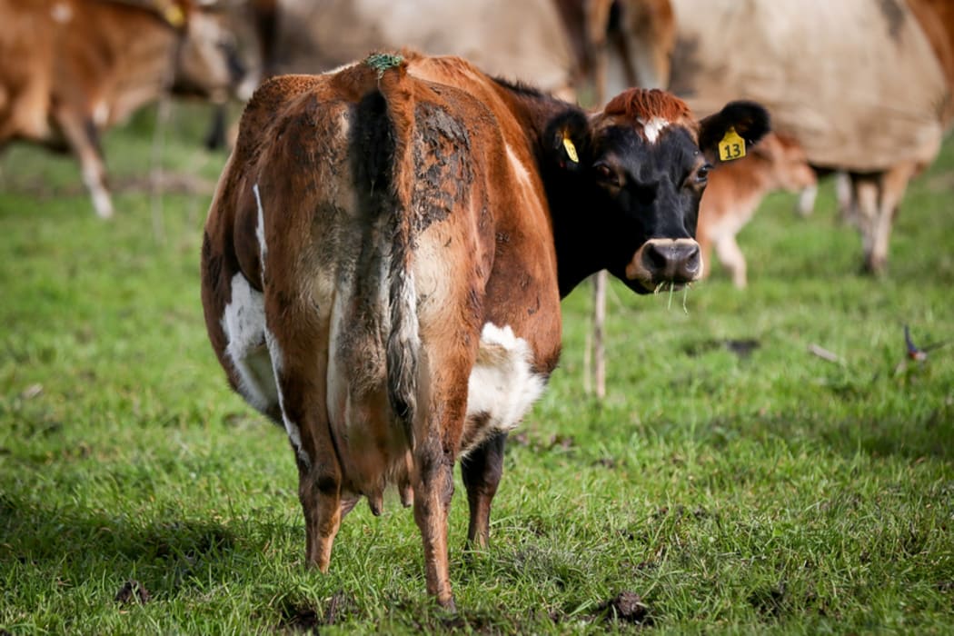 Organic Jersey cow on a Rongotea farm.