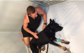 Caesar the police dog was stabbed twice in the head in Whangarei by a man resisting arrest