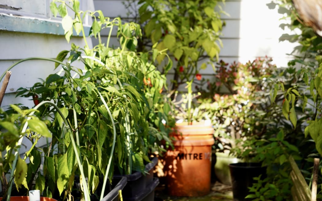 Plants in the garden outside a wooden house.