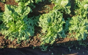 Hail damaged lettuce in a Pukekohe paddock